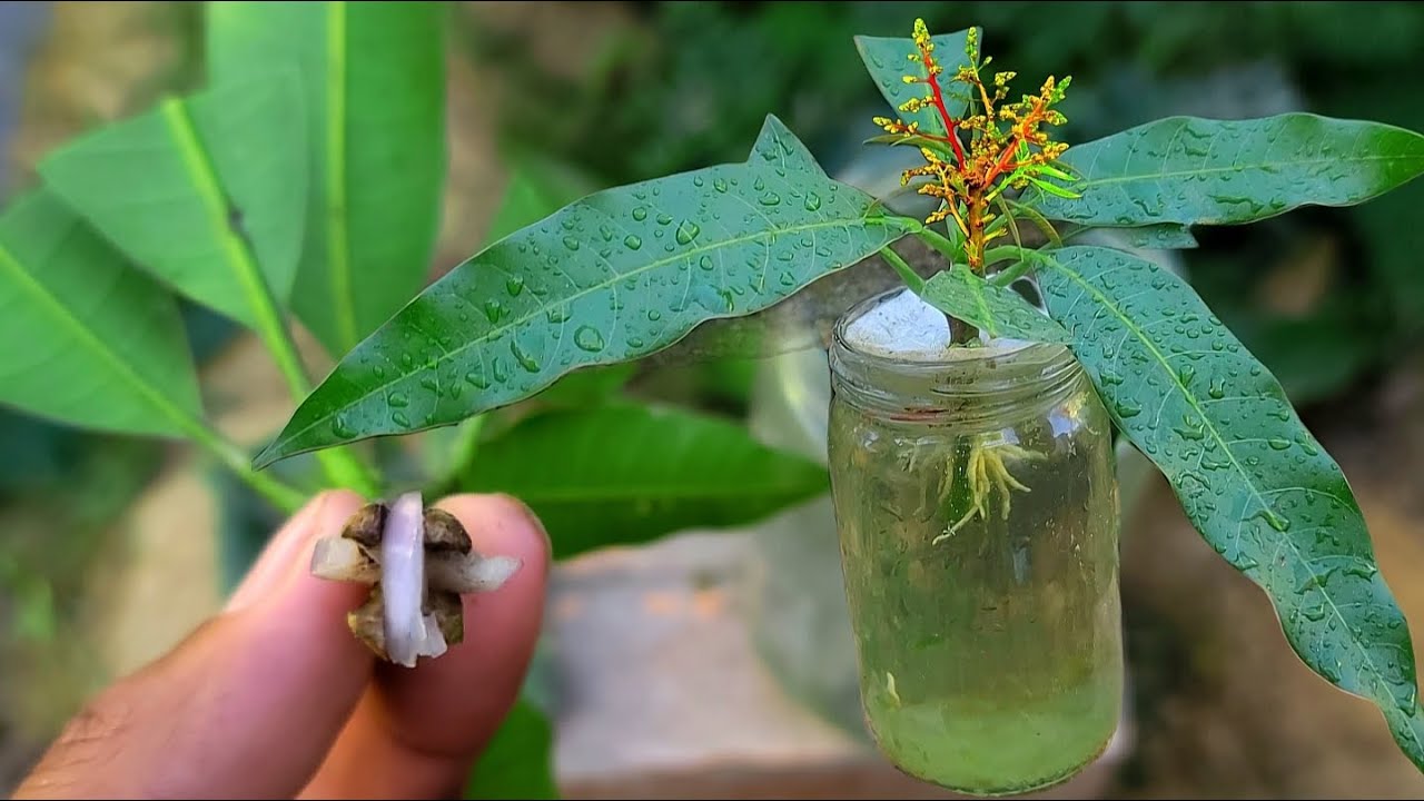 New way to make mango branches grow from cut onion | How to grow mango trees from cutting aloe vera.