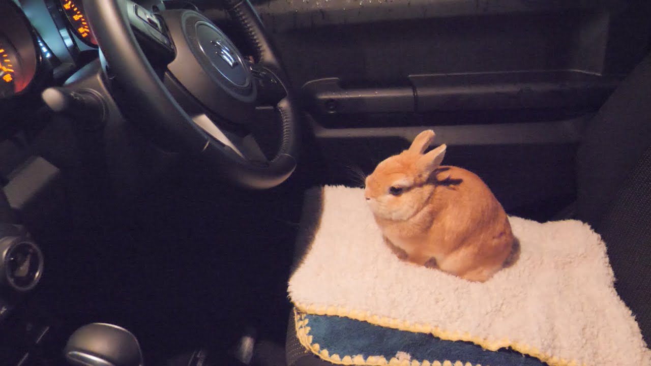 病院帰りにウサギを運転席に座らせたらこうなりました【No.715】