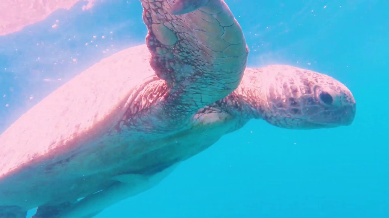 Mayotte Turtles