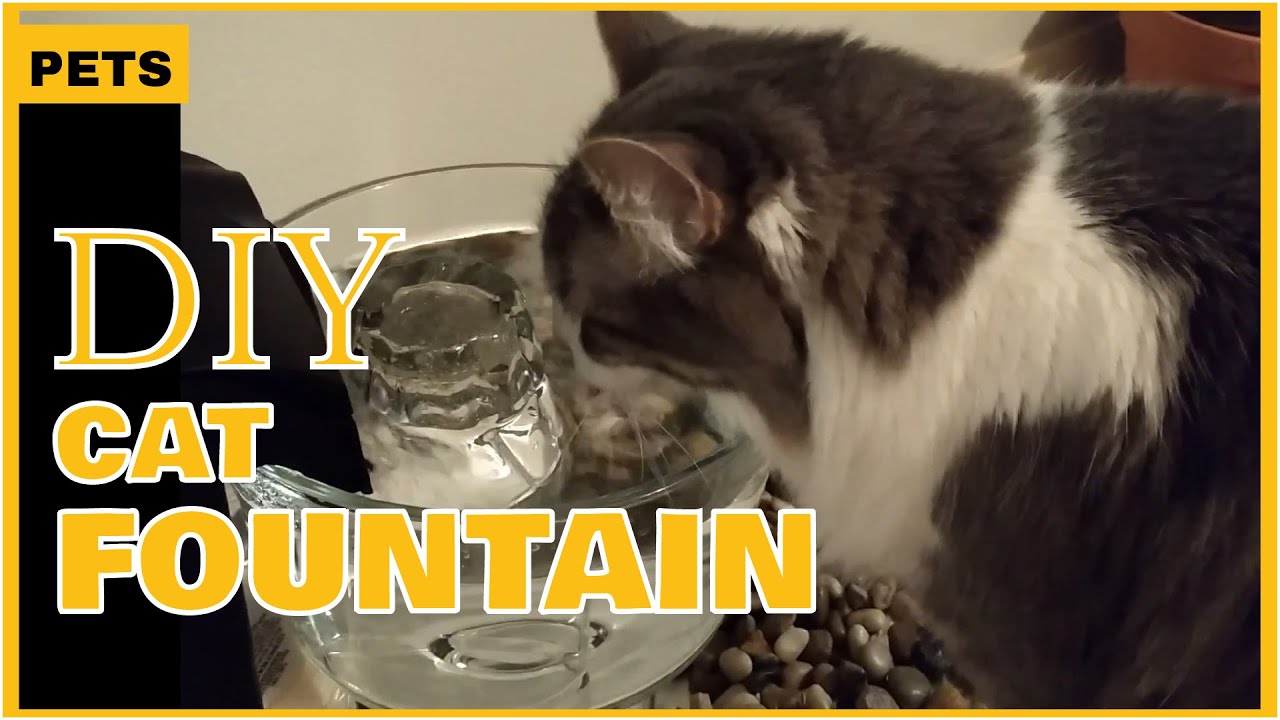 Cat Water Fountain DIY |Quick and Easy