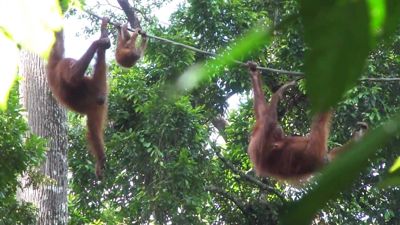 World Travel : Trip 113 : Malaysia, Sabah : Visit to Sepilok Orang Utan Rehabilitation Centre