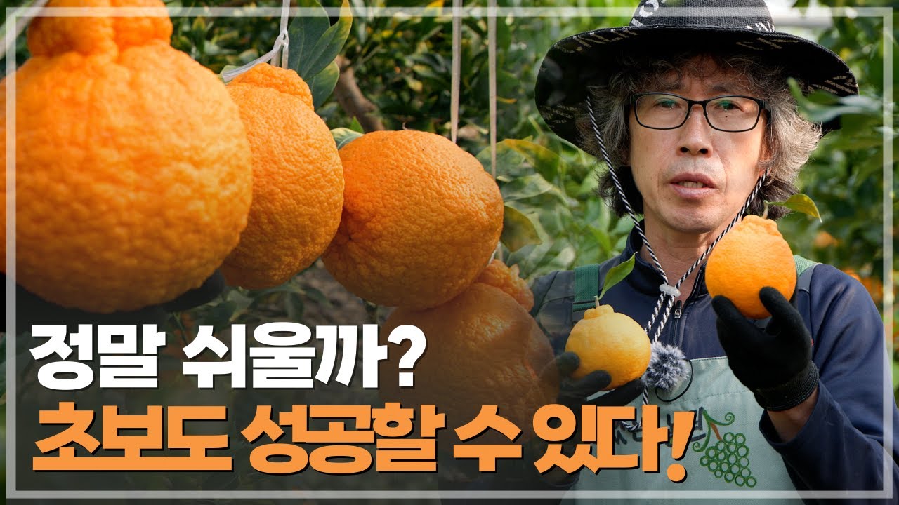 귀농 5년차의 뚝심과 고집이 만든 최고의 한라봉, 맛있는 한라봉 고르는 법, 한라봉 재배 성공의 비밀