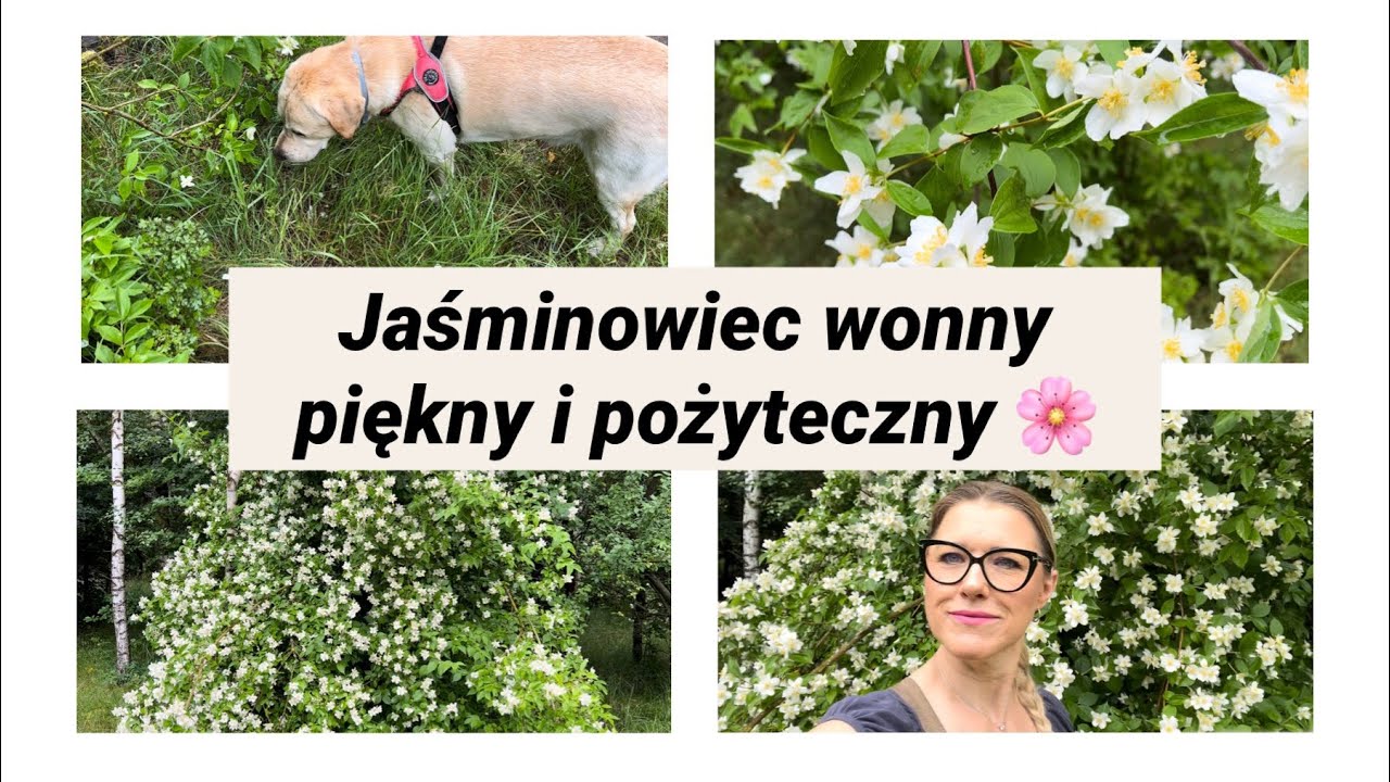 Jaśminowiec wonny - piękny i pożyteczny. 🌸🌸🌸