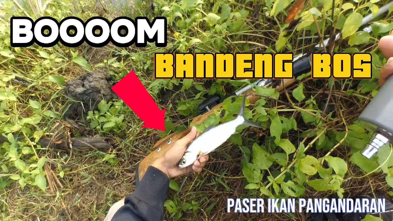 PASER IKAN .. Harus Punya Reflek cepat Jika Maser Ikan Bandeng Racing || PASER PANGANDARAN