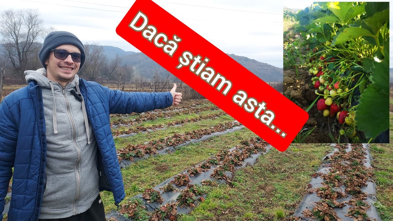 REGULI DE BAZĂ.Ce mi-ar fi placut sa stiu inainte sa incep plantatiile de capsuni?