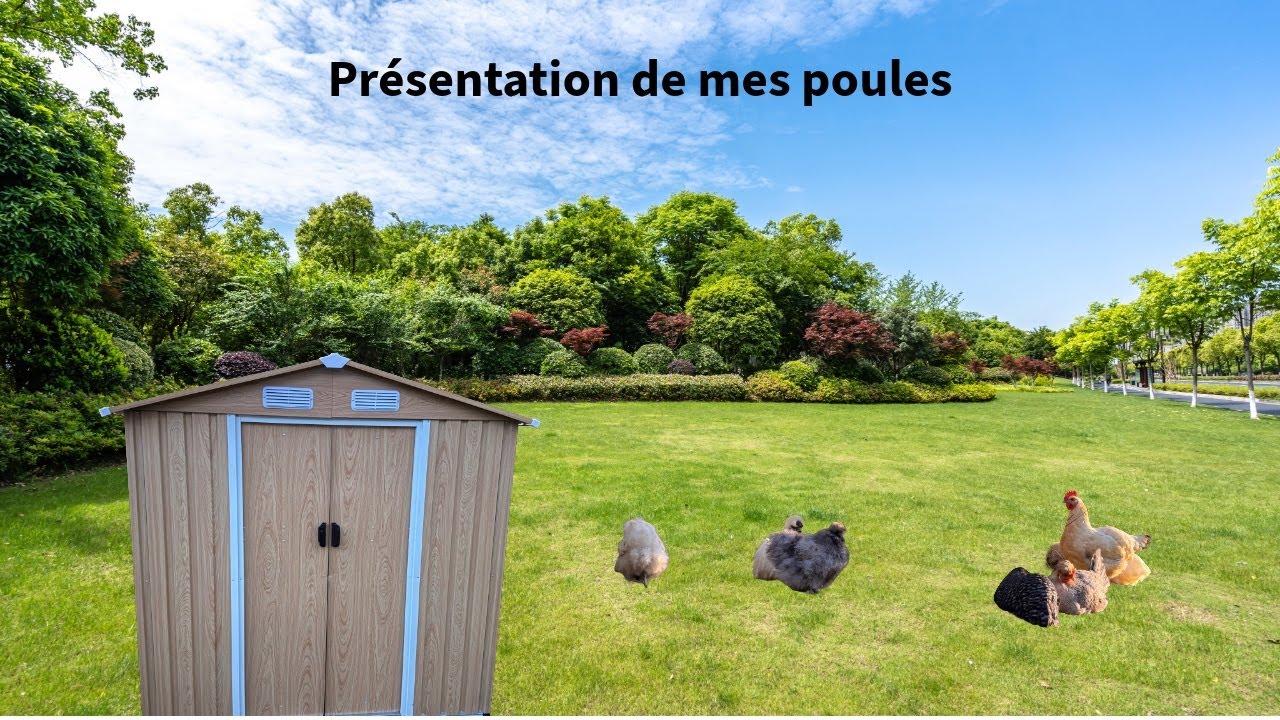 Je vous présente mes poules