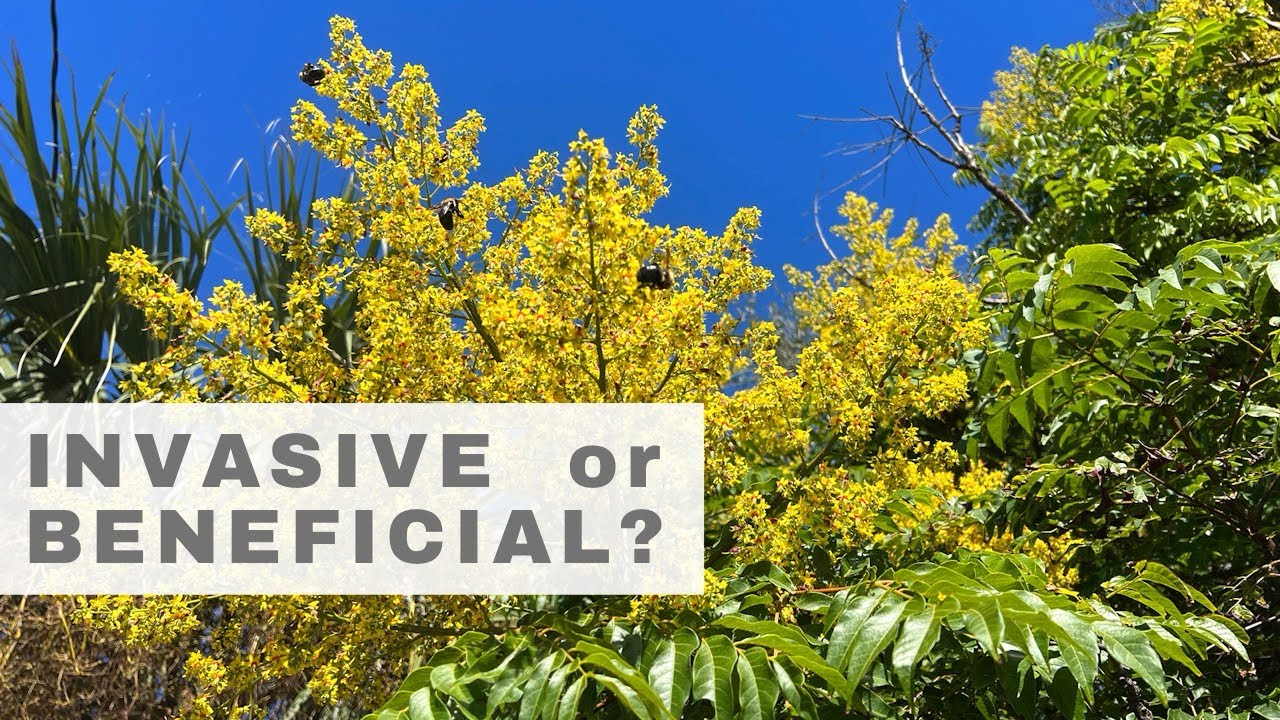 Can Invasive Plants Be Beneficial? A Closer Look at The Golden Rain Tree | Koelreuteria elegans