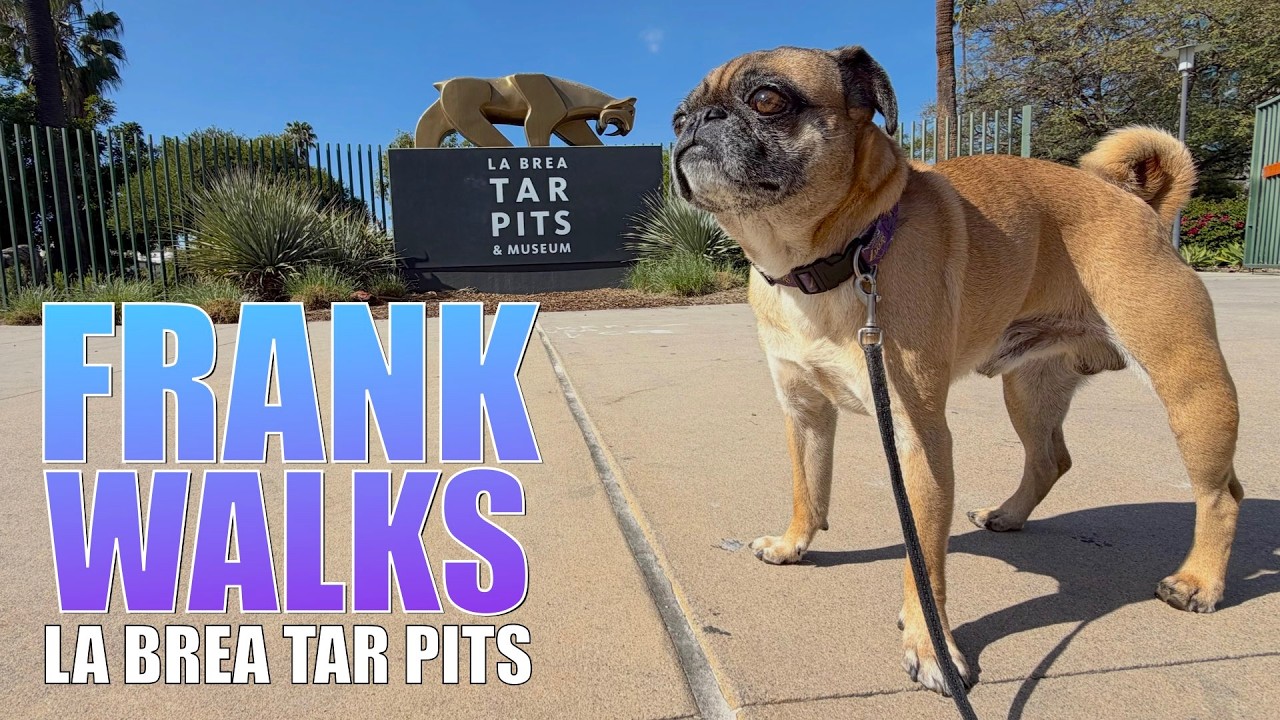 Frank Walks: The La Brea Tar Pits (Wilshire Blvd)