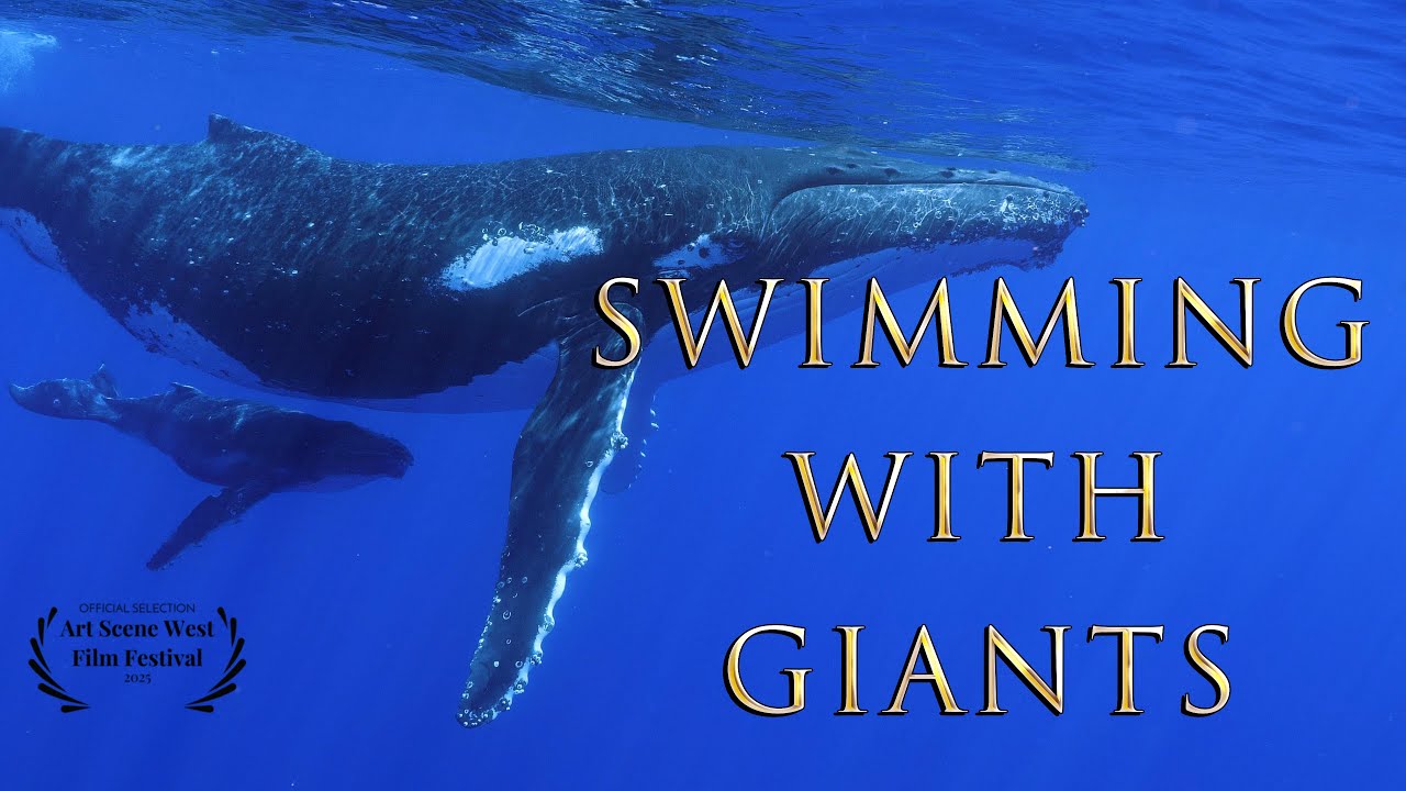 Swimming With Giants: Diving with the Humpback Whales of Moorea, French Ploynesia