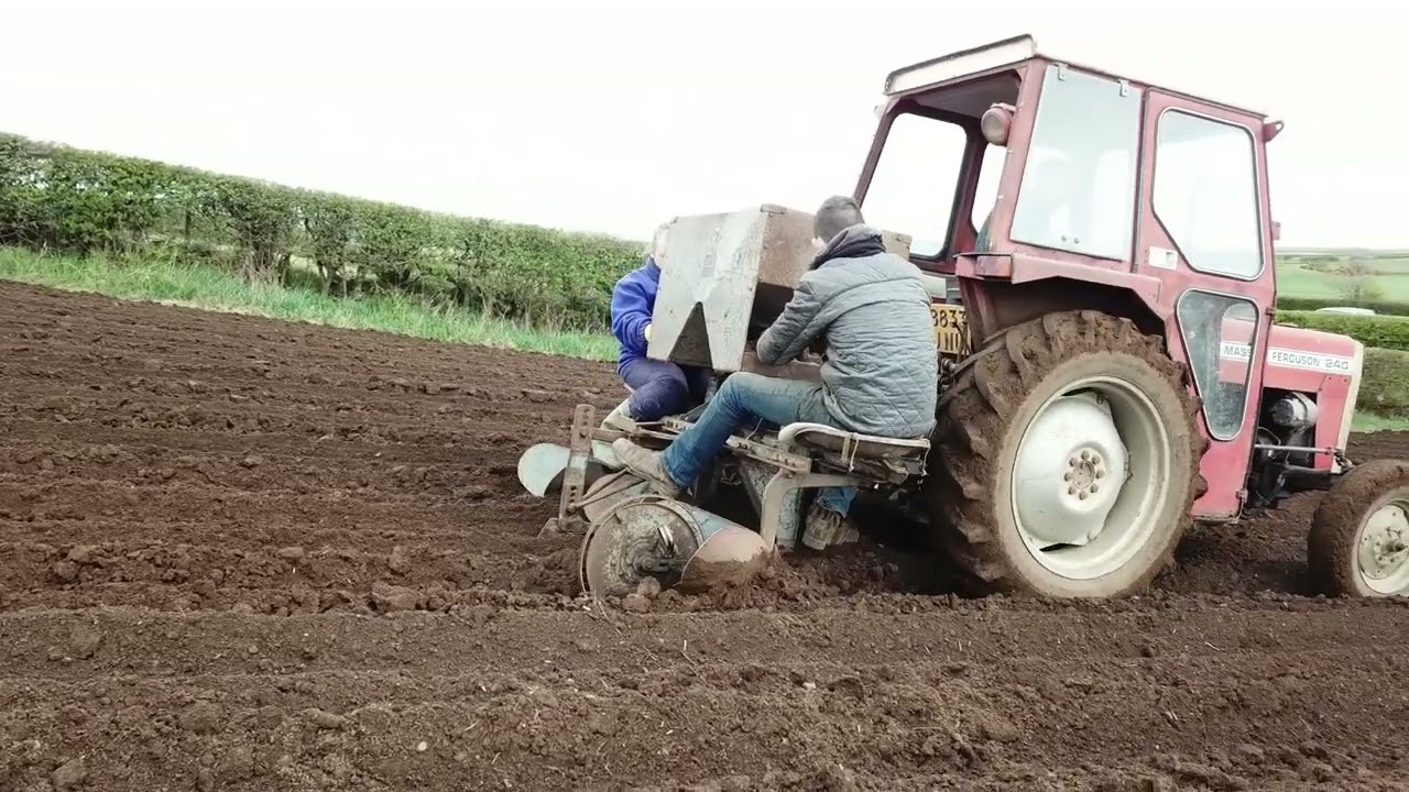 Massey Ferguson 240  Potato Planting