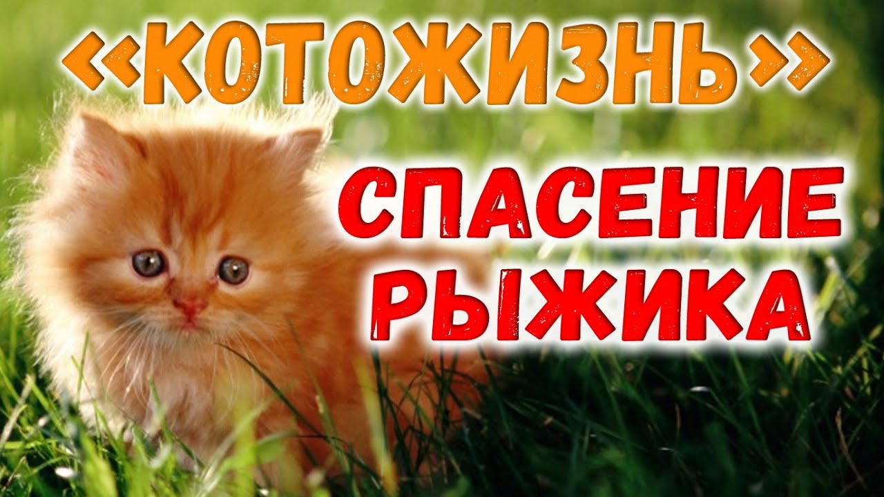 НАХОДКА И СПАСЕНИЕ КОТЕНКА-РЫЖИКА! 😻 КОТОЖИЗНЬ! - СМОТРИТЕ ПРОДОЛЖЕНИЕ ПО ССЫЛКЕ В ОПИСАНИИ!