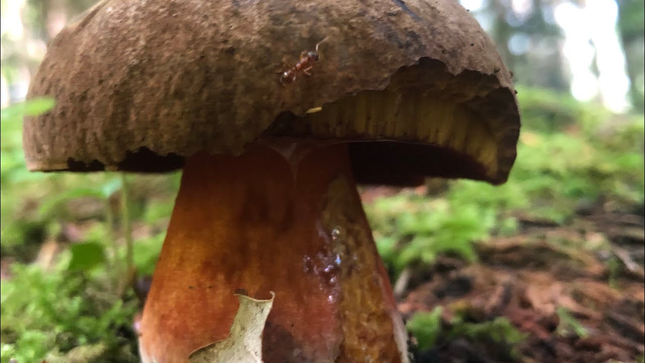 🍄PilzGl&uuml;ck 20. Juli 2022