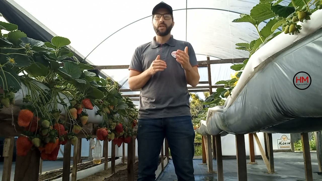 Principais vantagens do cultivo de morango em estufa