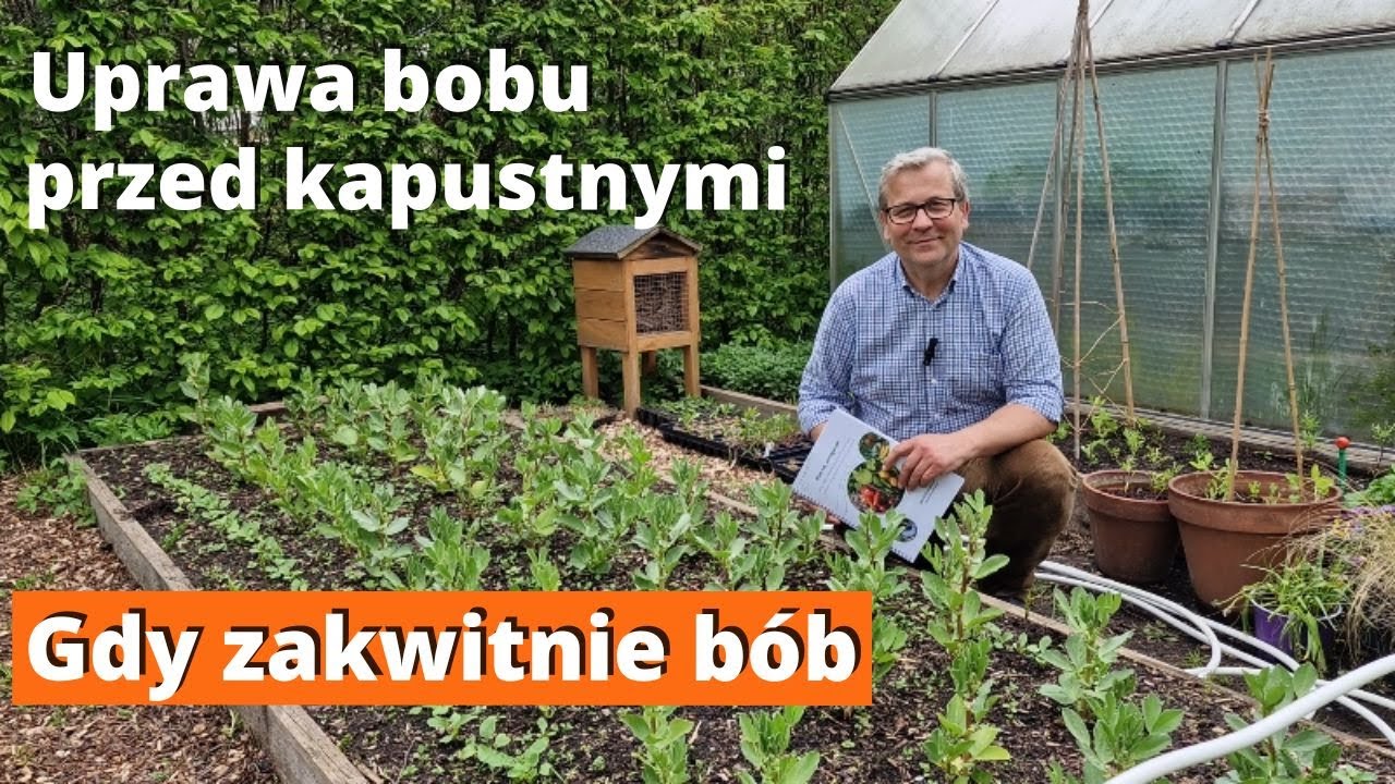 Gdy zakwitnie bób. Uprawa bobu przed późnymi warzywami kapustnymi.