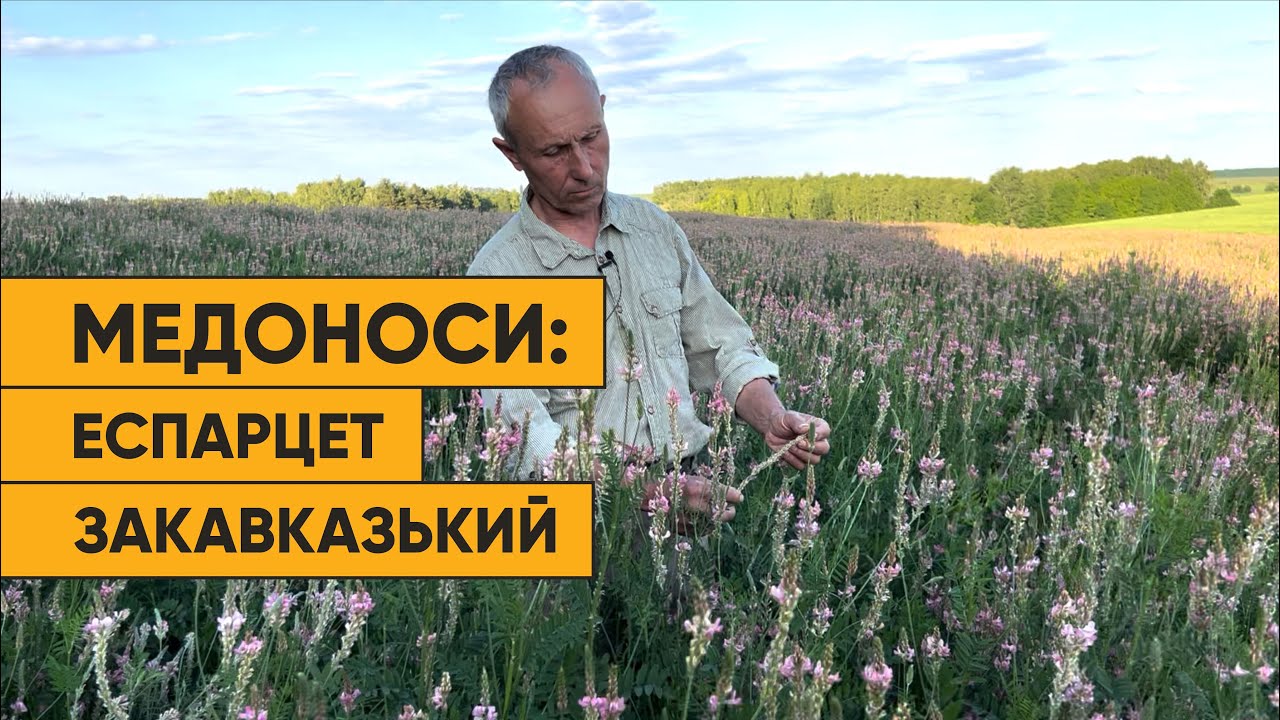 Еспарцет закавказький