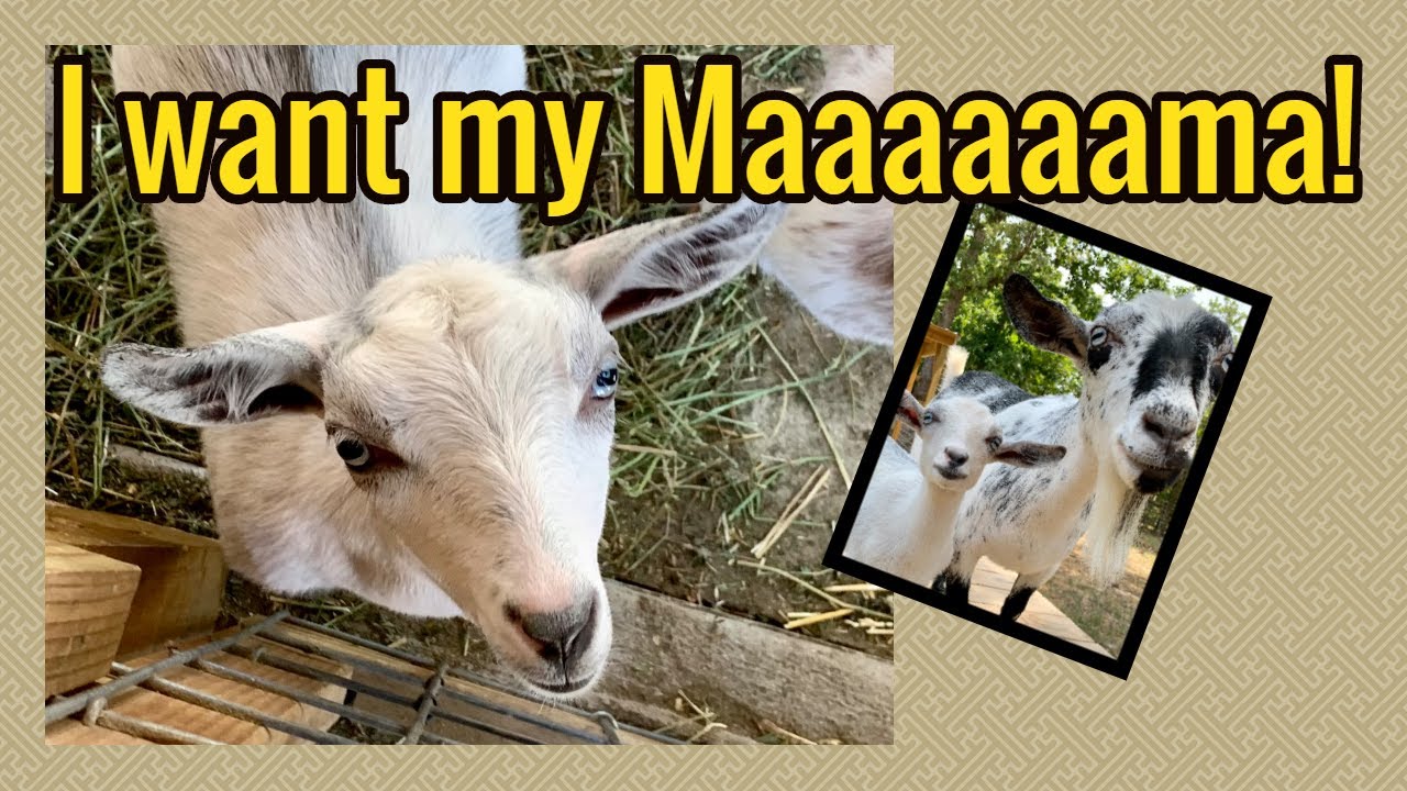 Weaning a Baby Goat
