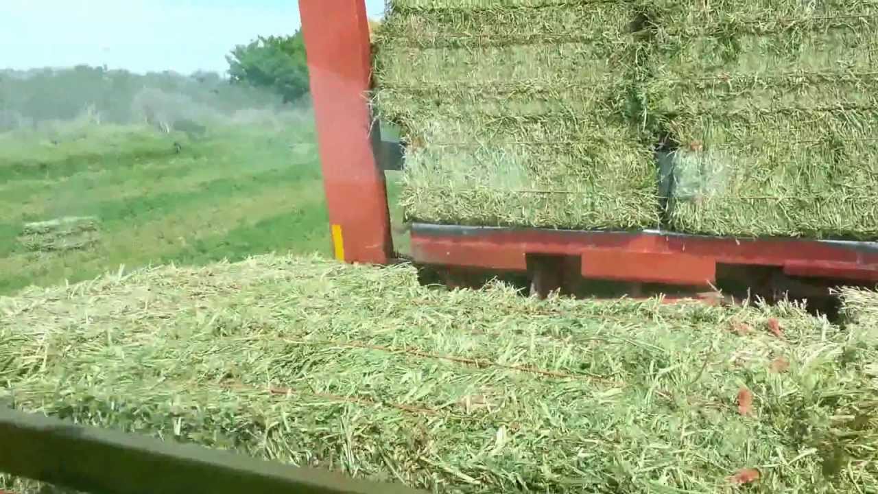 Stacking hay in 1095 balewagon