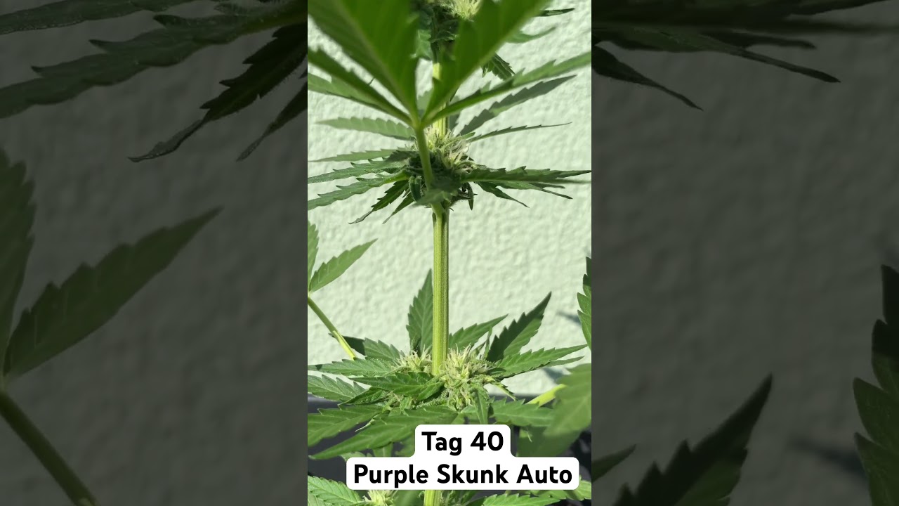 Purple Skunk Auto Tag 40 #autoflower #homegrow #outdoorgrow #germany