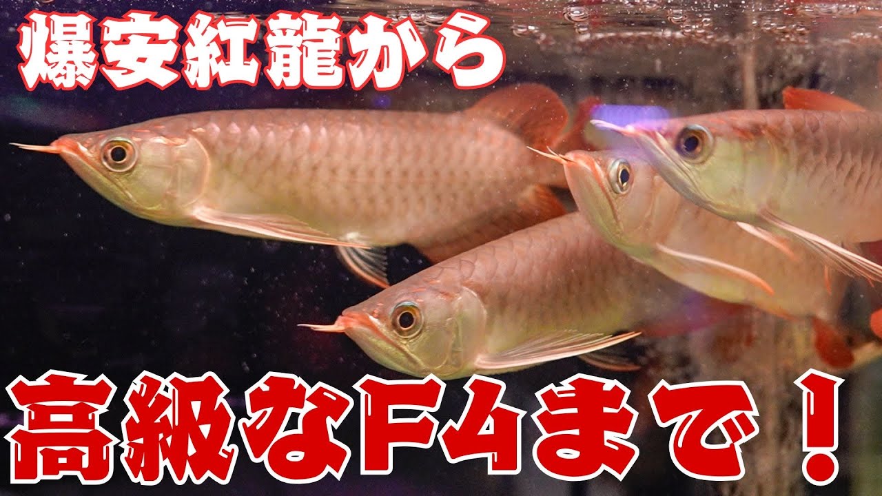 【ショップ訪問】コスパ最高！格安紅龍からゴツいSUMOに高品質なF4まで！　#アロワナ #高級魚 #aquarium #アクアリウム #大型魚 #アジアアロワナ #アロワナ #古代魚 #紅龍