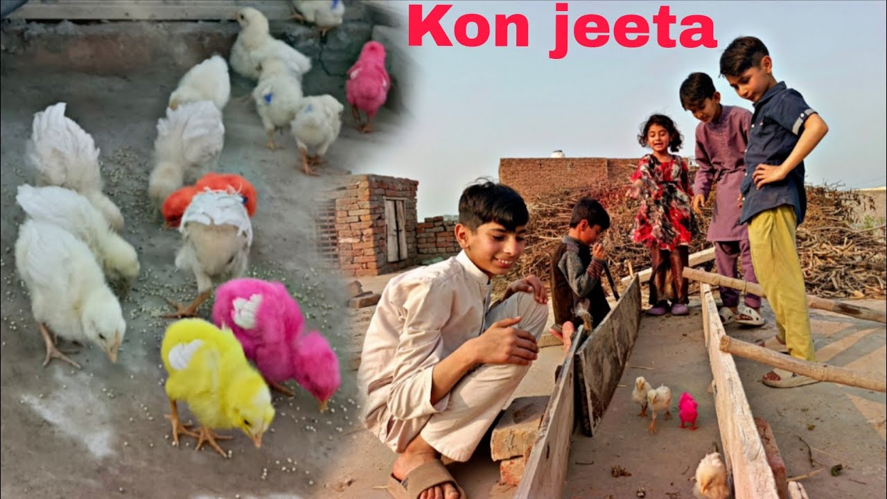 Colorful chicks Ki Race Karwa Di🐥😍