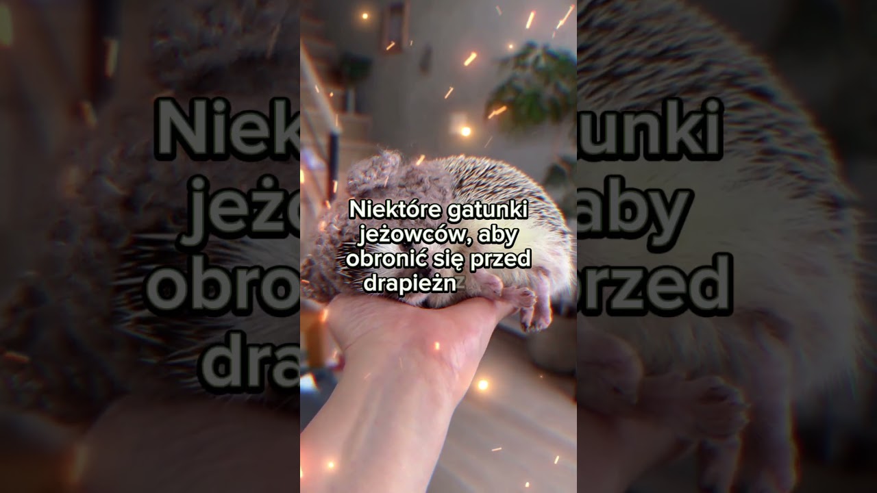 Czy wiedziałeś że... jeże #shorts