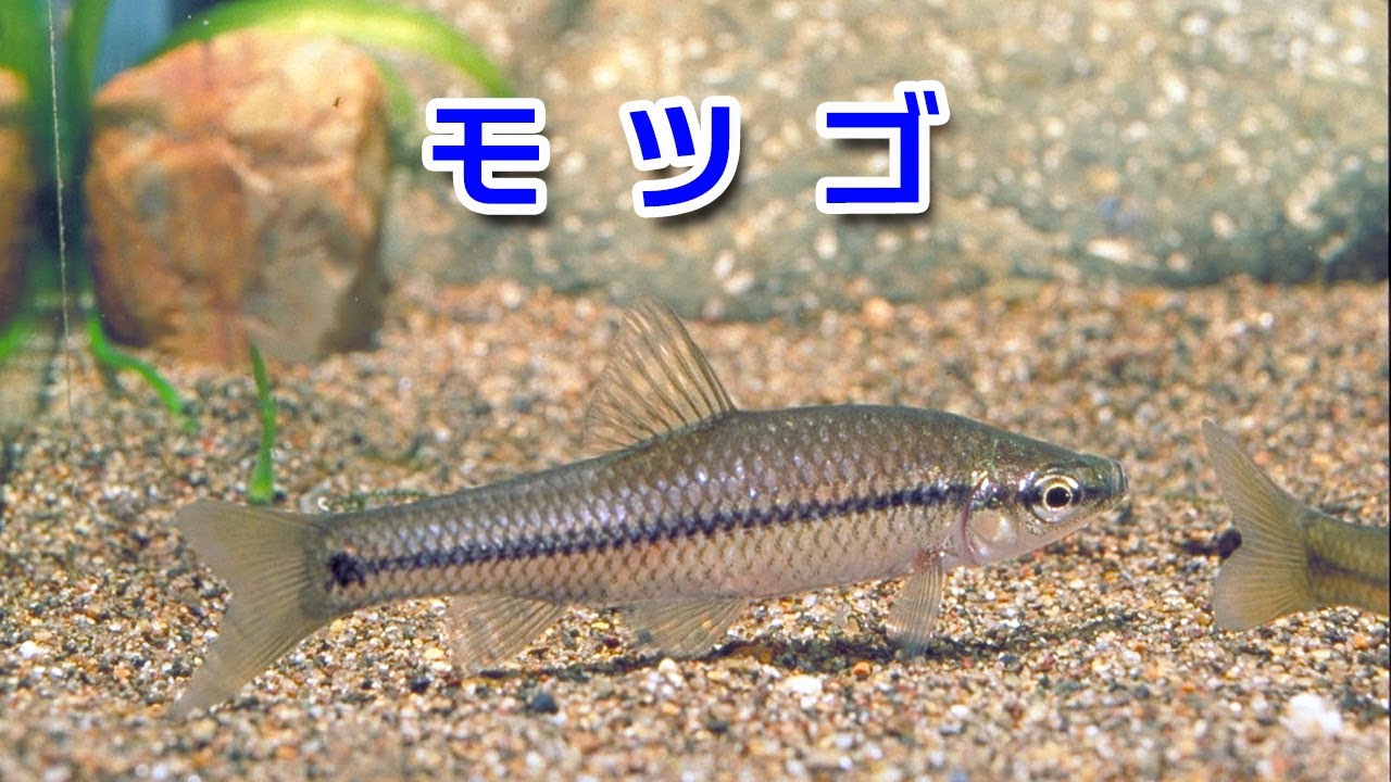 webうおのぞき　－モツゴ－