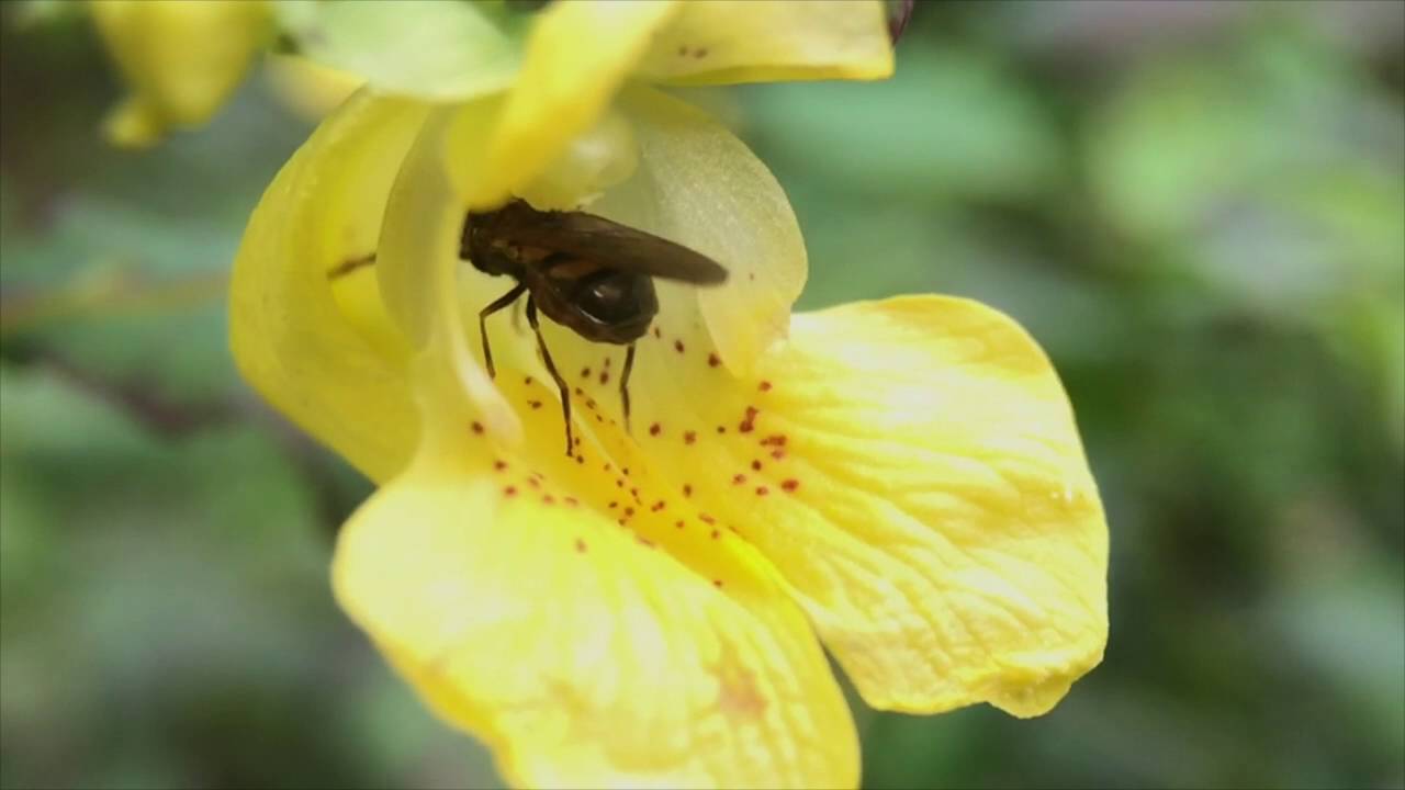 Midwest Insects. iphone 6 plus videography.