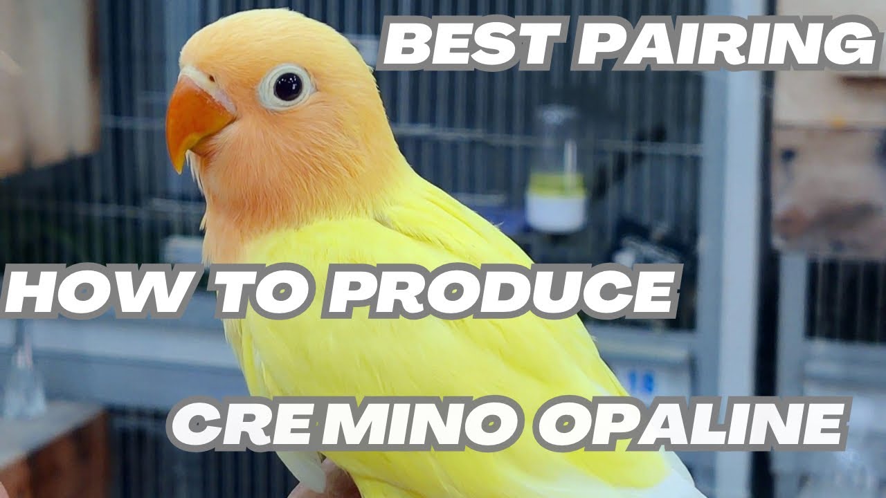 Best pairings of Creamino opaline | How to produce creamino opalines |