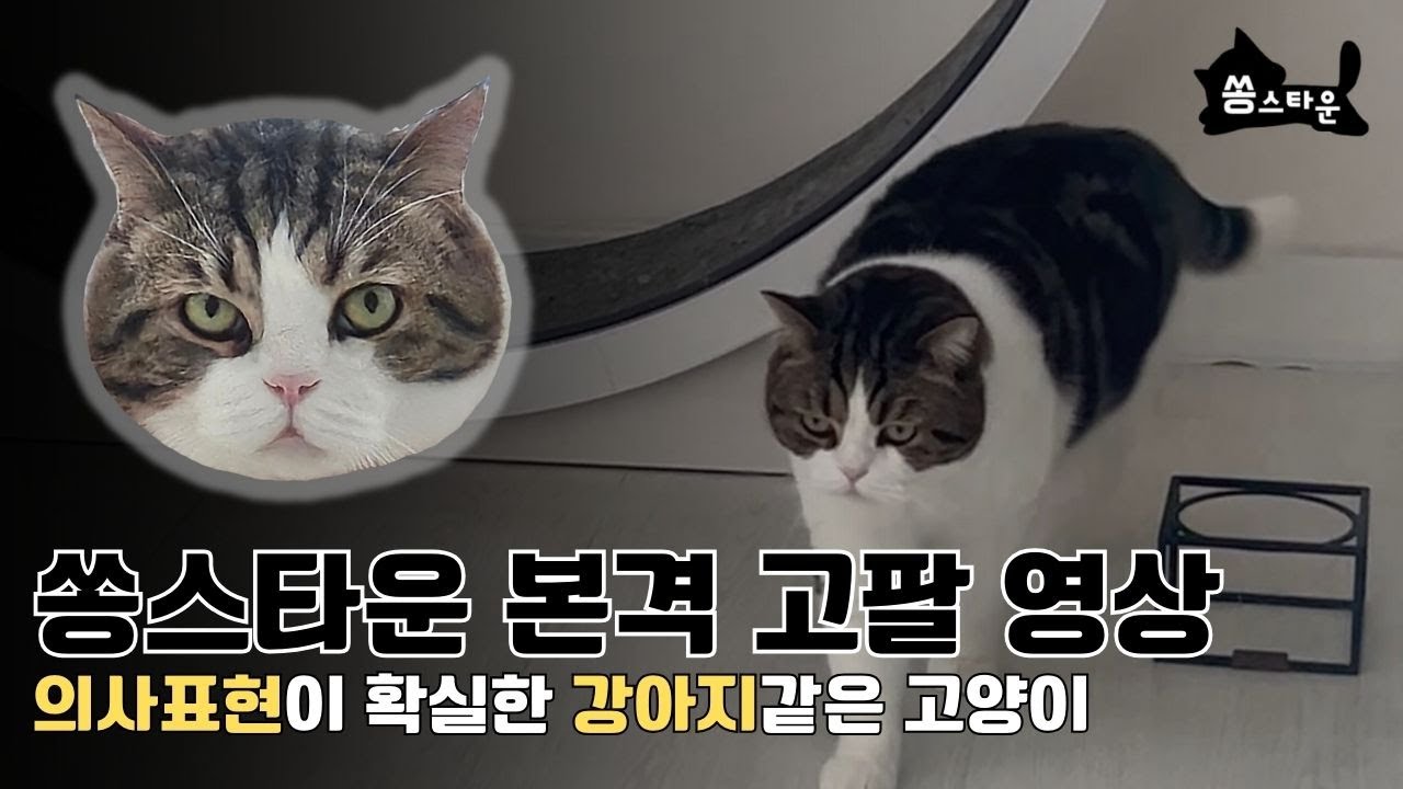 의사표현이 확실한 고양이