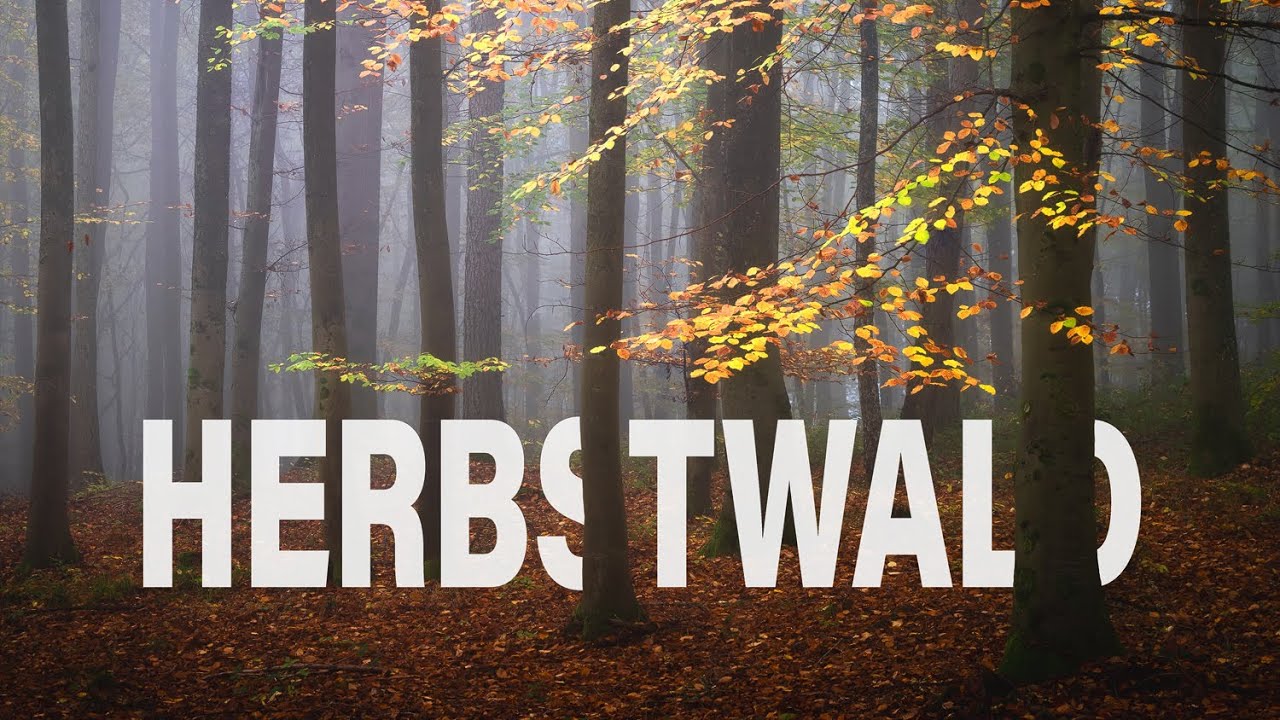 Auf ein neues im Herbstwald | Landschaftsfotografie