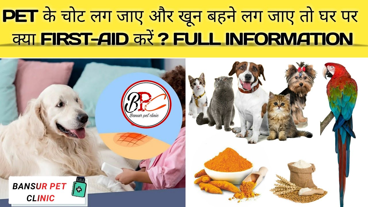 PET के चोट लग जाए और खून बहने लग जाए तो घर पर क्या  करें ?  FULL INFORMATION