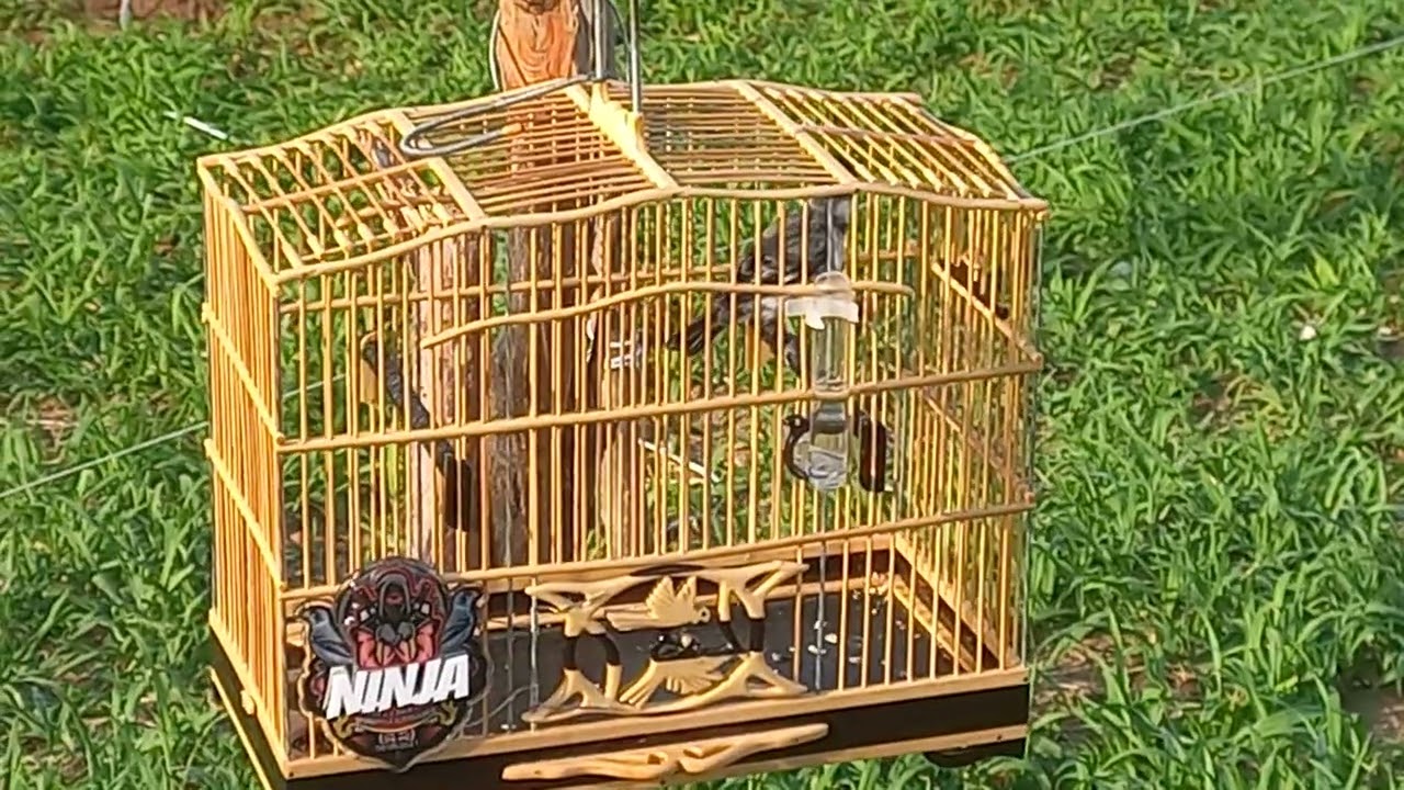 Golinha Ninja, 1° da temporada no Ceará 04/01/2026