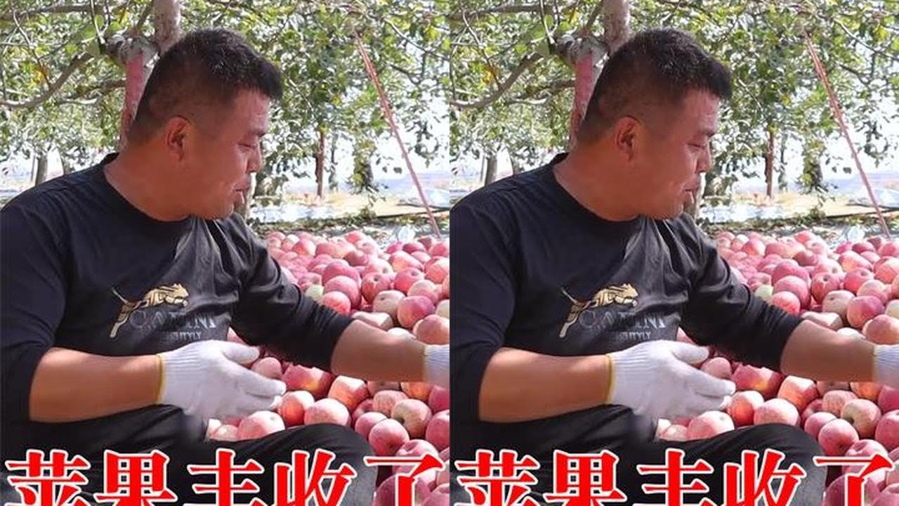 又是苹果丰收季，兄弟三人和村里人相互帮忙下苹果，一片欢声笑语 #助力果农 #我的乡村生活