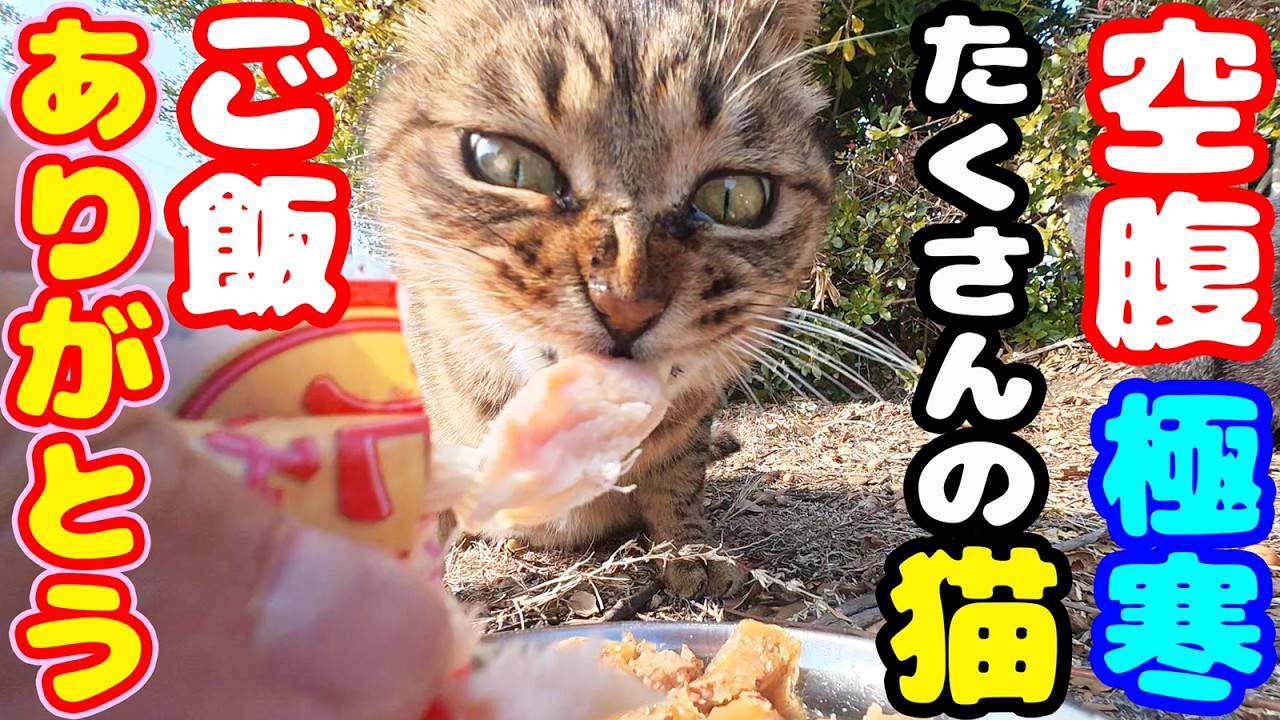 極寒の昼下がり 空腹な猫たちにご飯をあげると・・・さくらねこたちへのエサやり 地域猫ボランティアさん急逝後に火事エリア【視聴だけでも猫たちを助けることになります】支援者様 視聴者様 猫に神のご加護を