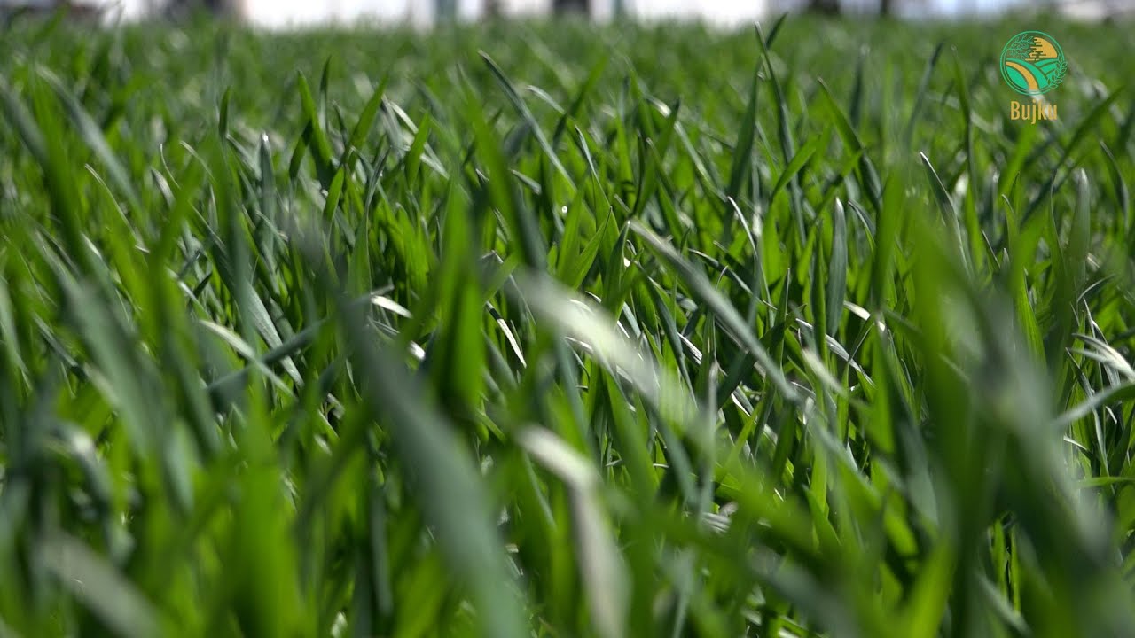 Bujku - Trajtimet mbrojtese ndaj demtuesve ne grunaja - 18.04.2022
