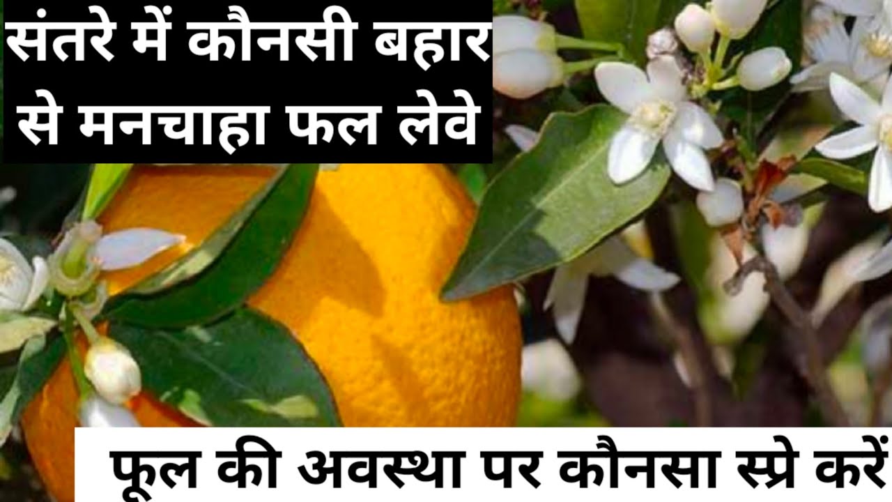 संतरे में कौनसी बहार से मनचाहा फल लेवें और ज्यादा फूल और फल कैसे टिकाएं orange flowering stage