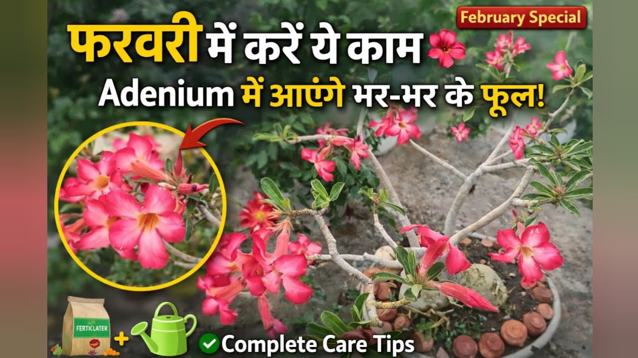 Good morning friends 🪻 How To Take Care Of Adenium Plant #live#livestream
