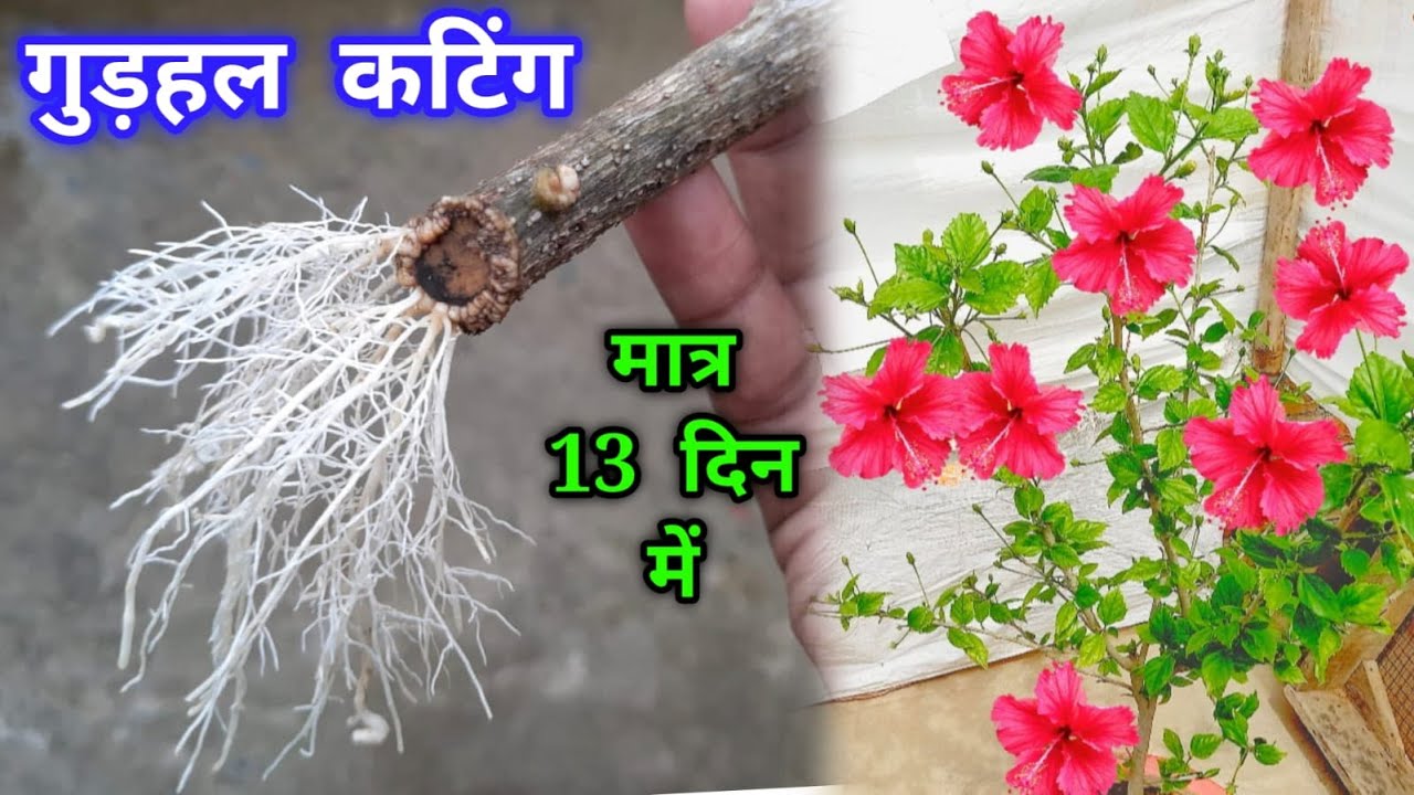 गुड़हल कटिंग मे पत्ते आकर कभी सूखेगी नही / गुड़हल की कटिंग कैसे लगाये / Gudhal ki cutting kaise lagaye