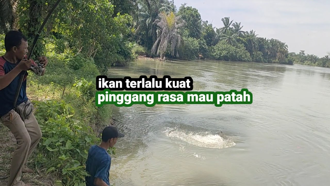 GAK PAKAI LAMA || UMPAN TURUN LANGSUNG DI MAKAN IKAN PATIN MONSTER