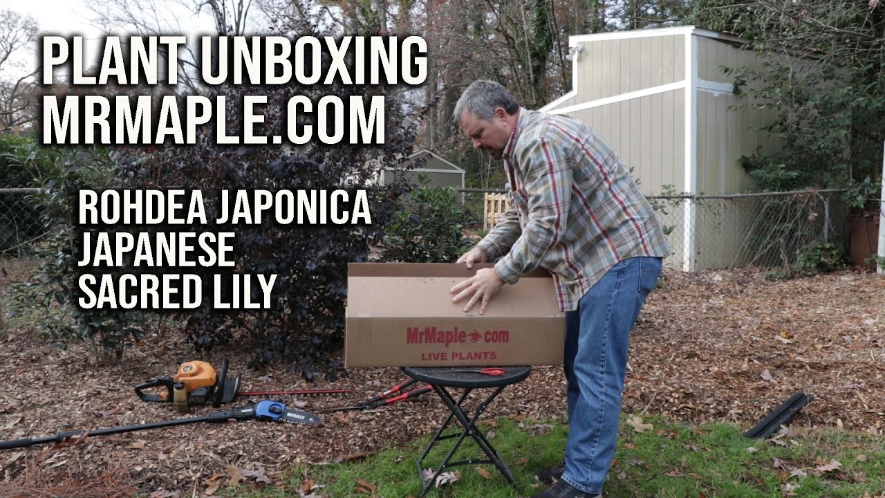 🌱MrMaple.com Plant Unboxing / Japanese Sacred Lily