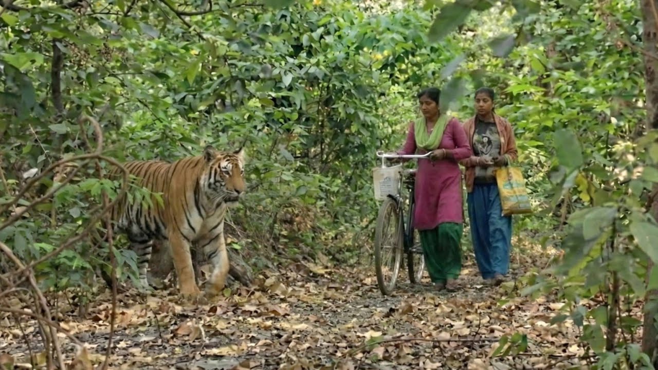 Tiger 🐯Attack On Village Girl in the forest tiger Attack man in forest oyay🙏🌳Bengal tiger attack,🐯🌲😍