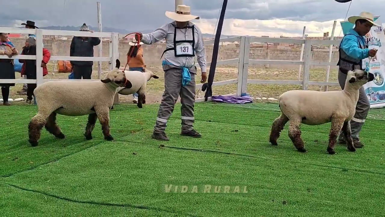 Espinar EXPO REYES 2026