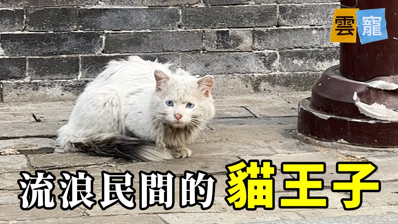 時隔幾個月後，再次見到這隻流浪貓...