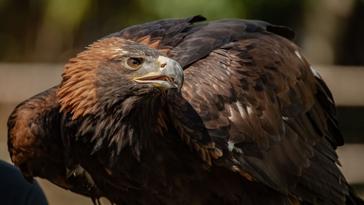 Life & Hunting of Large Birds Hawks, Eagles Wildlife BBC Documentary #bbcdocumentry