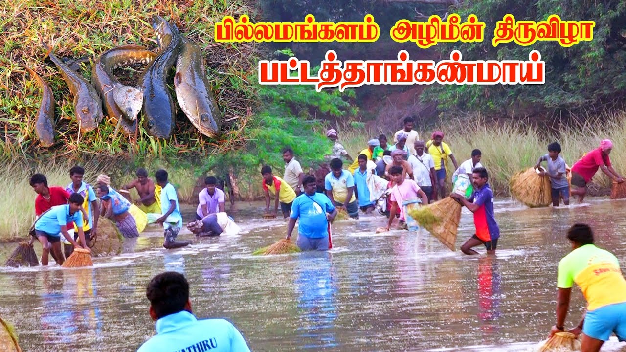 அழிமீன் திருவிழா பில்லமங்களம் பட்டத்தான் கண்மாய் 11.02.2026