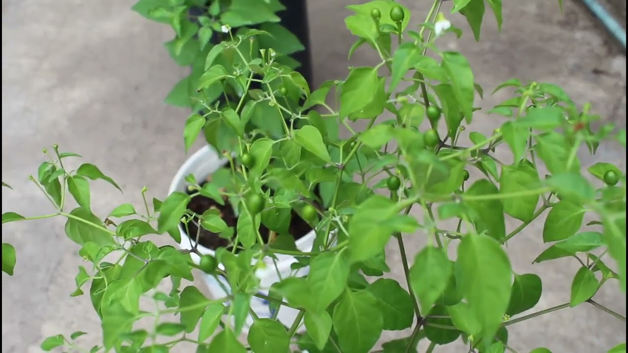 Plagas y enfermedades del chile piquín 🌶️