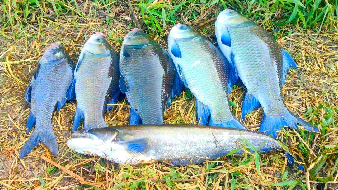 How To Fishing Hook | Fishing Techniques Fishing | Indian Fishing Video | Fish Catching Video