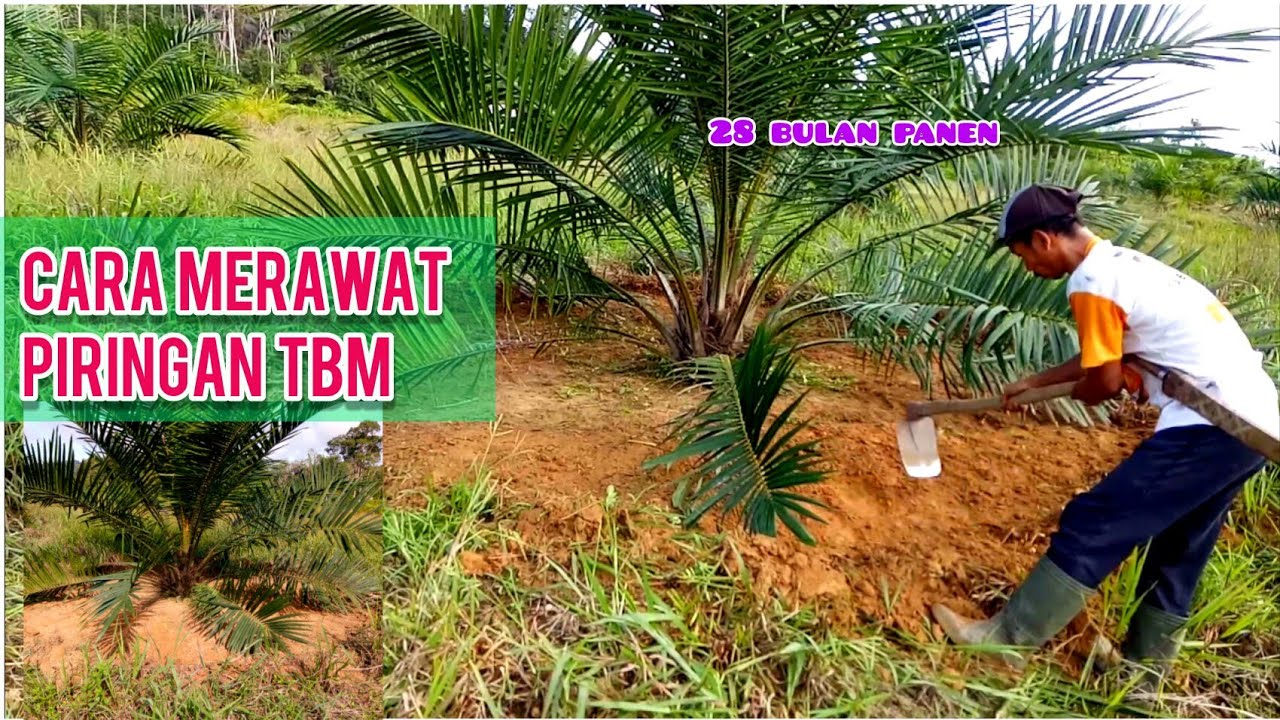 Cara Benar Merawat Piringan Kelapa Sawit TBM