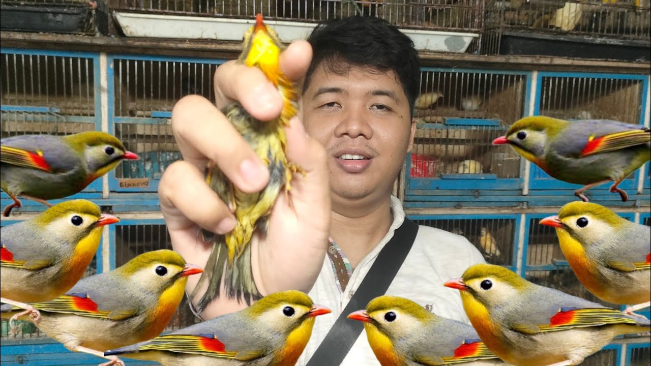 OBRAL PERDANA SI ROBIN  