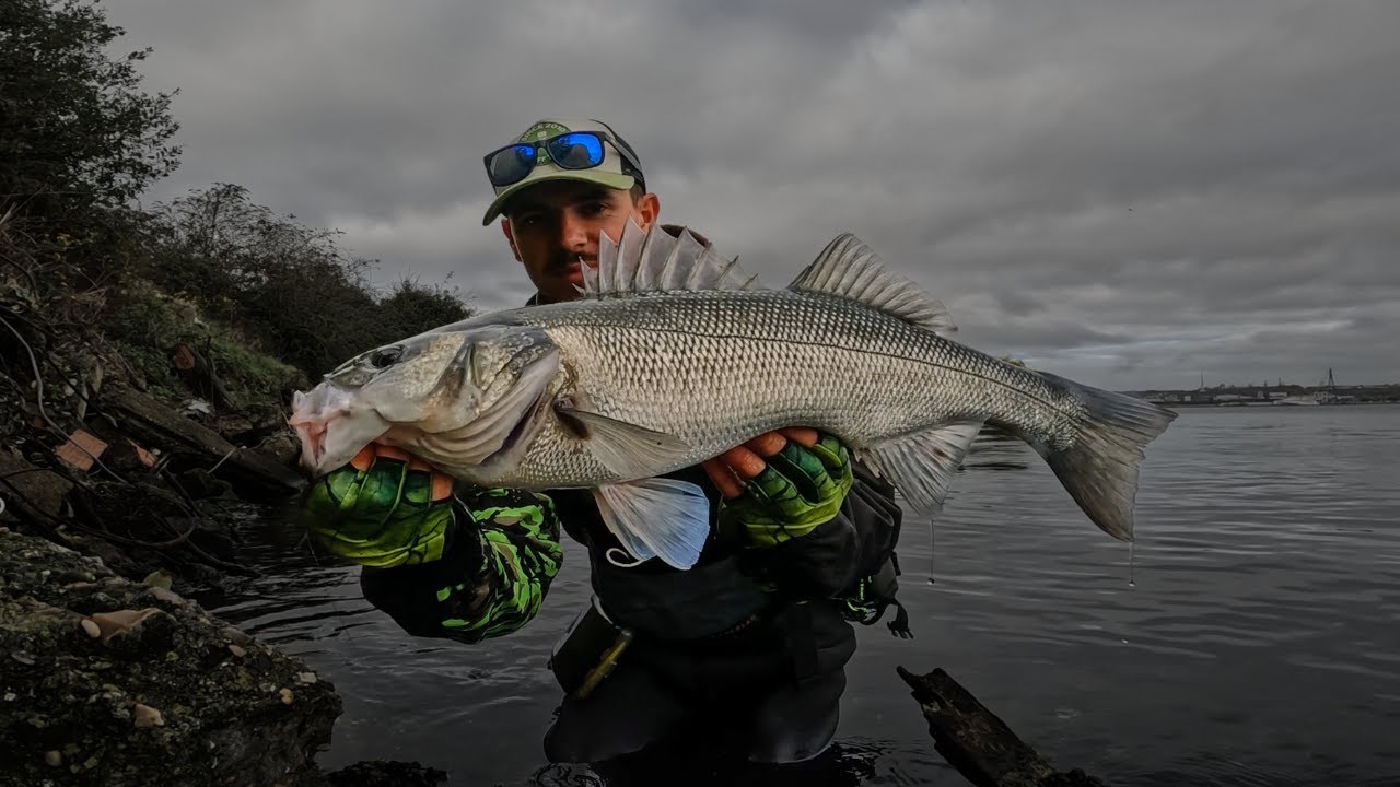 Pêche du bar du bord en fin de saison (Pêche aux leurres en estuaire)